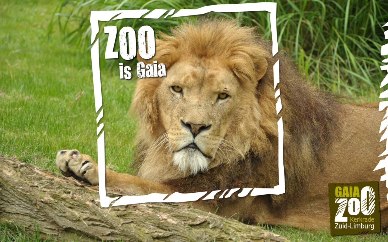 gaiazoo-leeuw-zoo-is-gaia-scaled